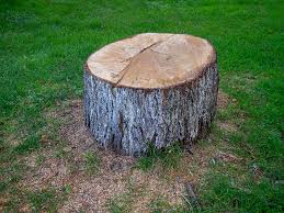 How Our Tree Care Process Works  in  Amarillo, TX