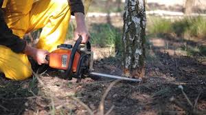 Trusted Amarillo, TX Tree Services Experts