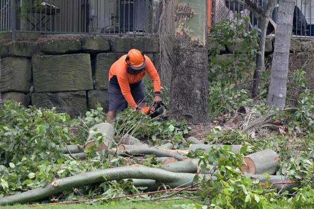 Amarillo, TX Tree Services Company